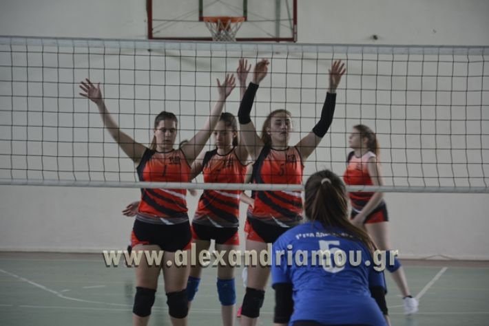 volley _1ogel-kassandra045